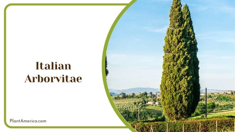 Italian Arborvitae Dense Foliage Plant America