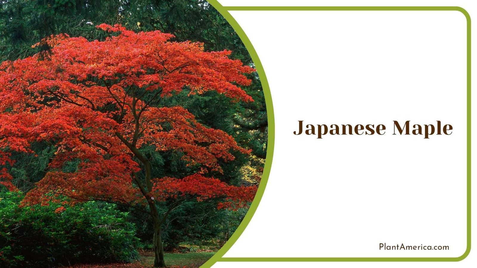 Japanese Maple Blooms PlantAmerica Japanese Maple Blooms PlantAmerica