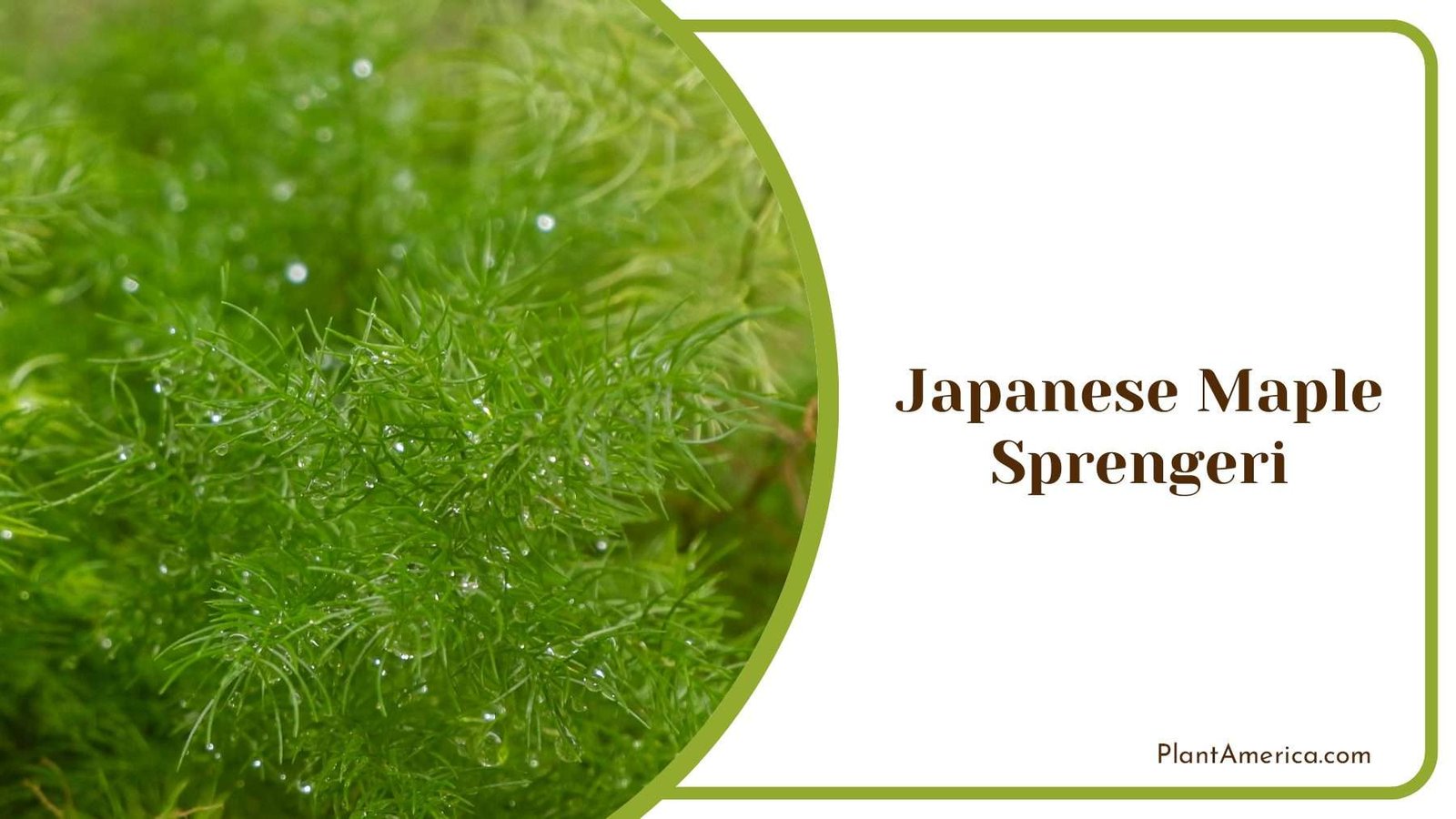 Japanese Maple Sprengeri PlantAmerica Japanese Maple Sprengeri PlantAmerica