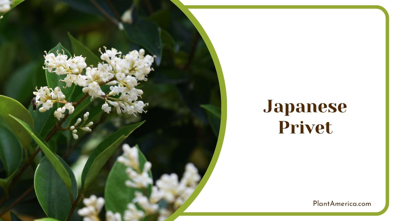 Japanese Privet In Backyard Plant America Japanese Privet In Backyard Plant America