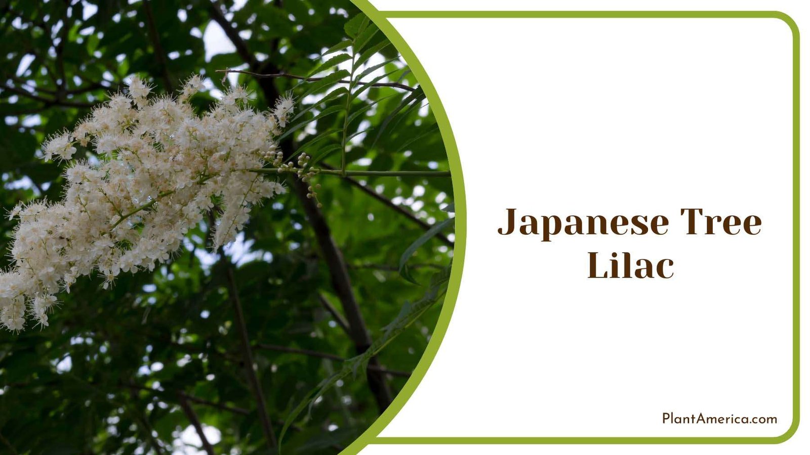 Japanese Tree Lilac Plant America