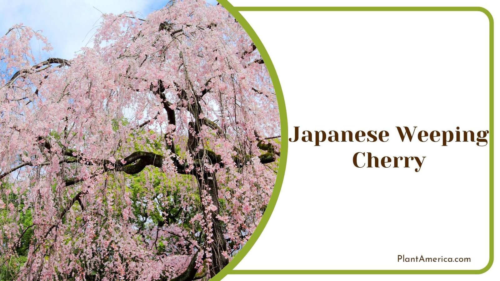Japanese Weeping Cherry PlantAmerica