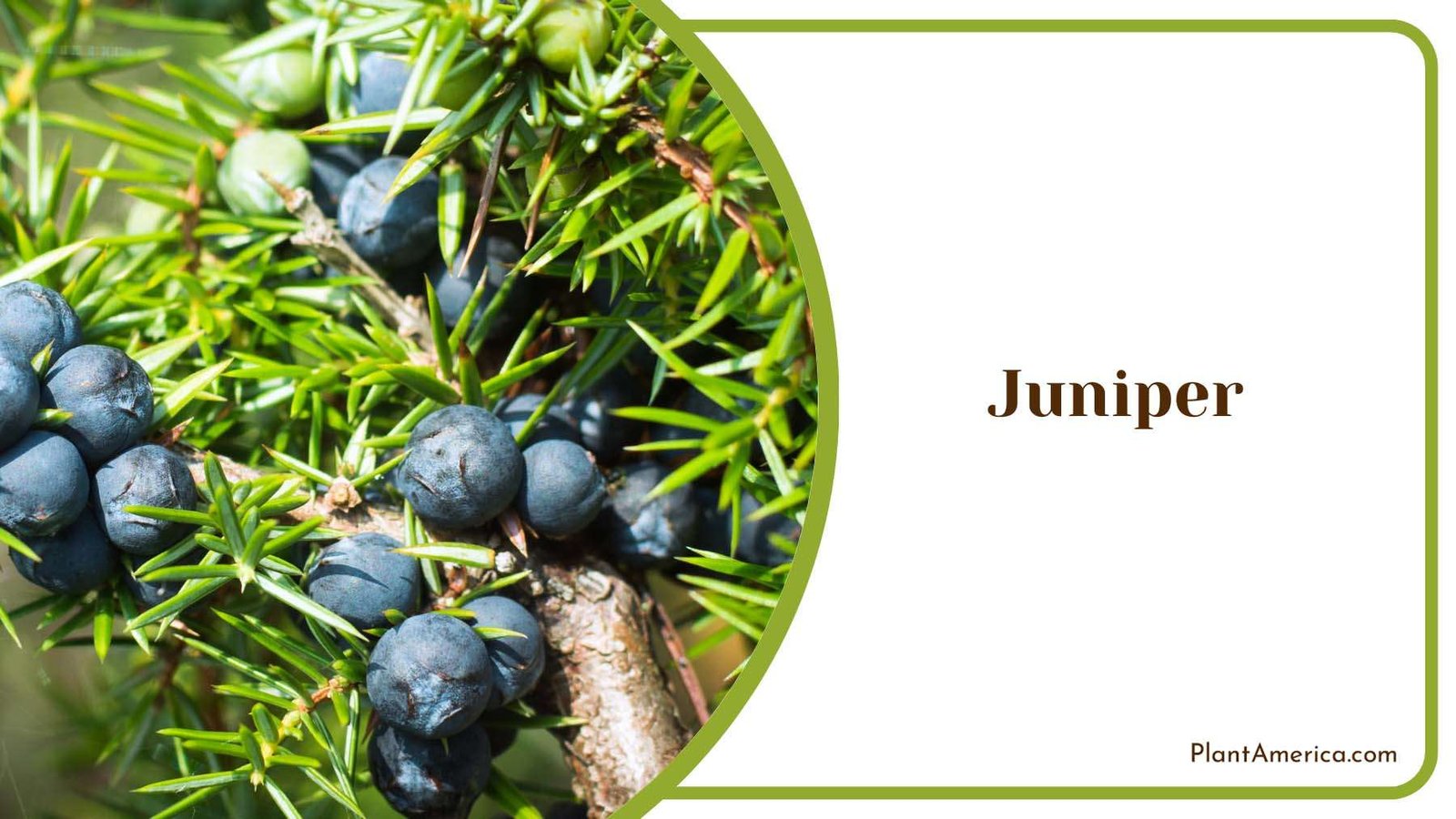 Juniper On A Branch Plant America