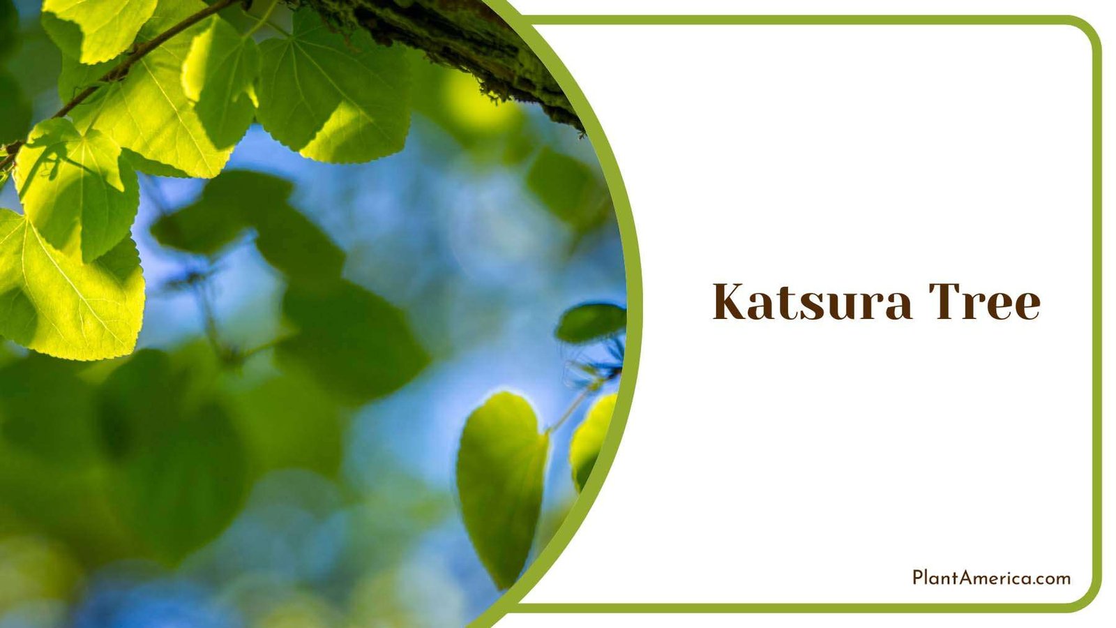 Katsura Tree Leaves Plant America