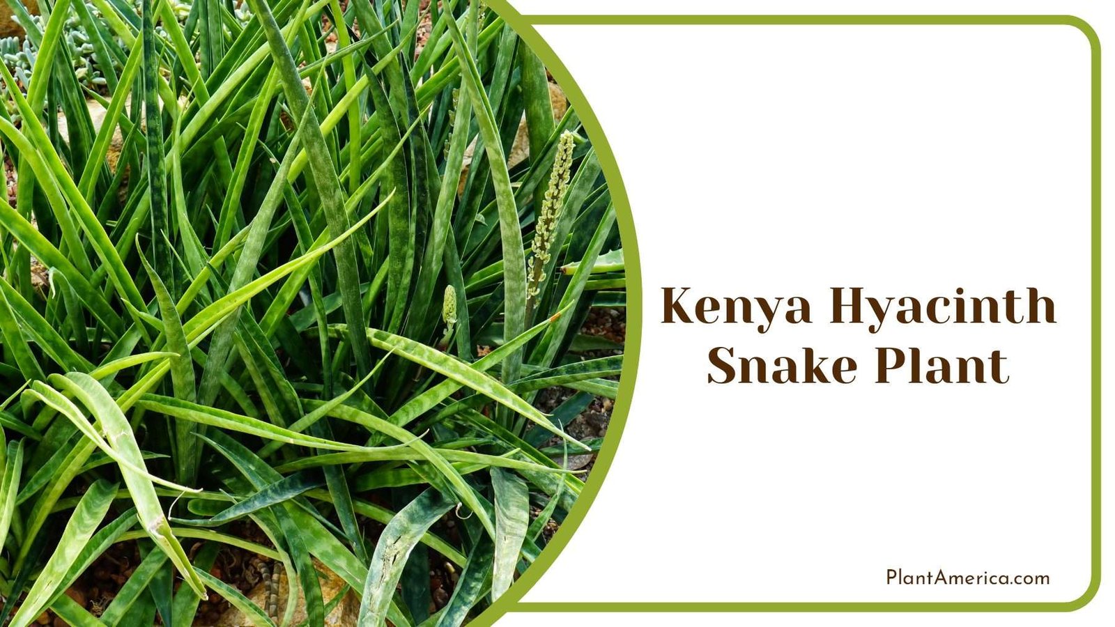 Kenya Hyacinth Snake Plant PlantAmerica