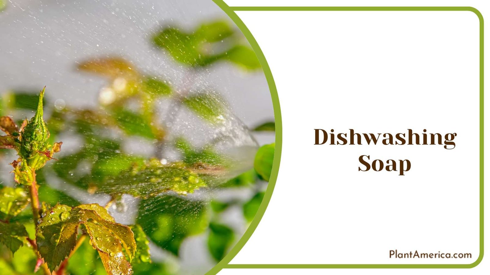 Killing Pest Using Soap Plant America