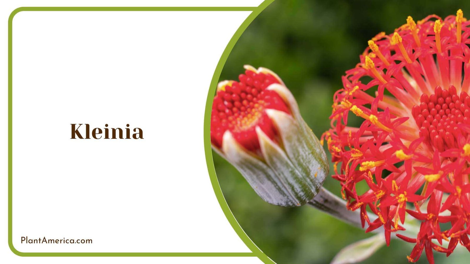 Kleinia Fine Textured Backdrop Plant America