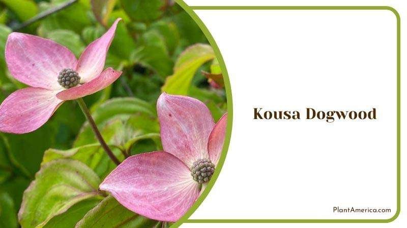 Kousa Dogwood Growing Season Plant America
