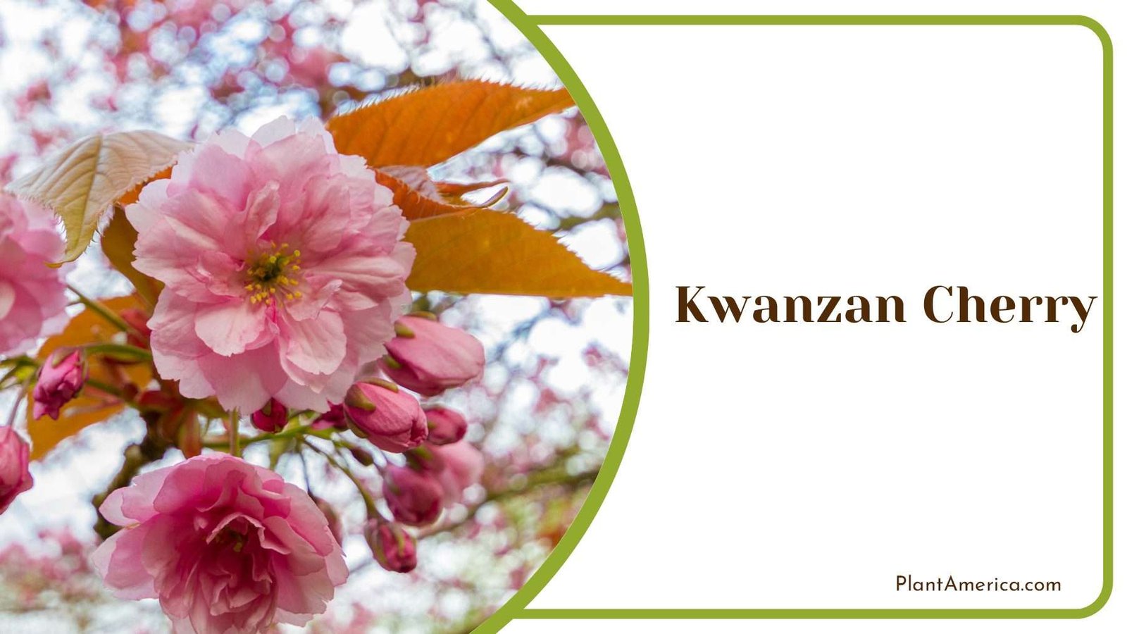 Kwanzan Cherry Blooms PlantAmerica