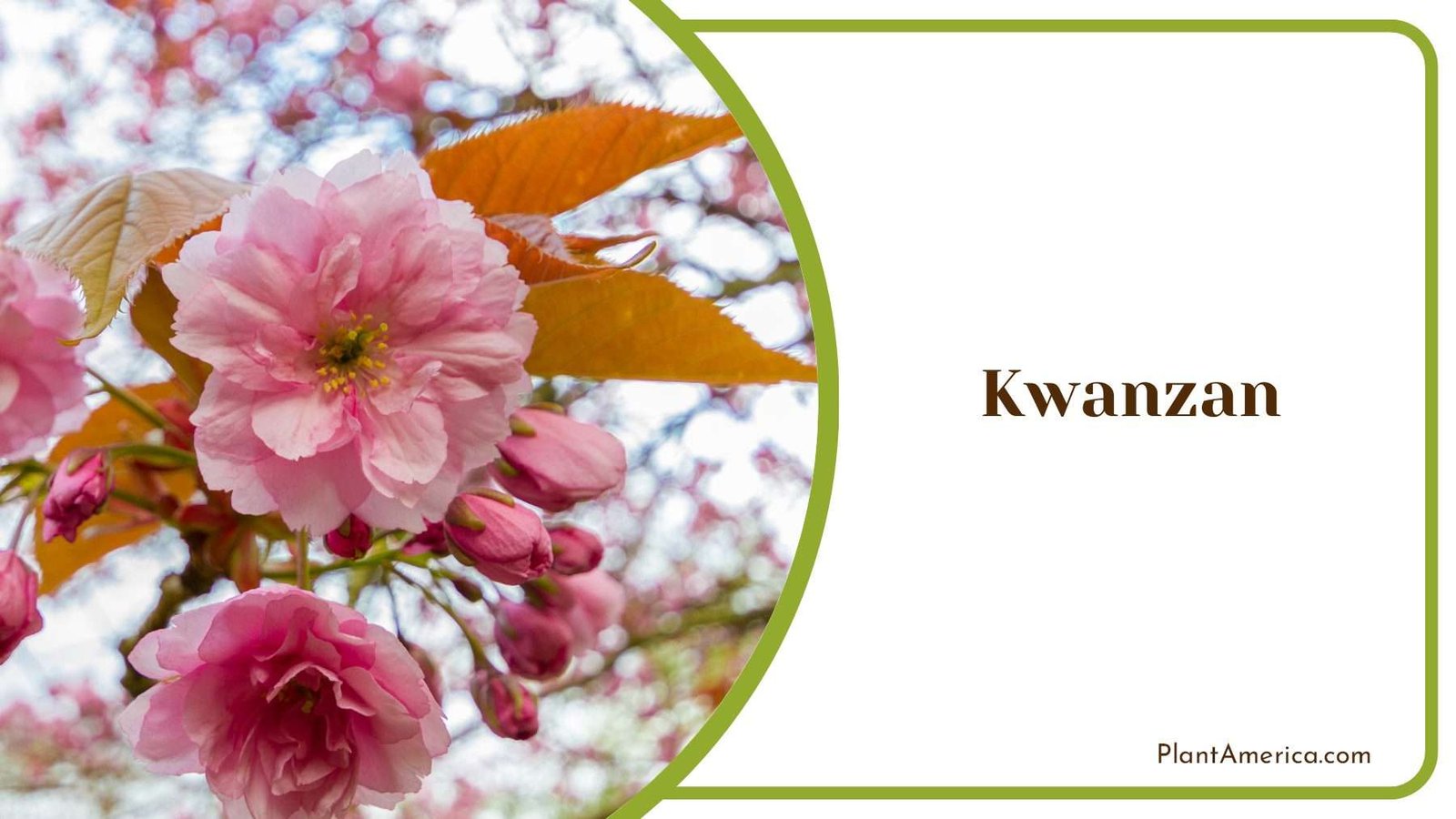 Kwanzan Medium Size PlantAmerica