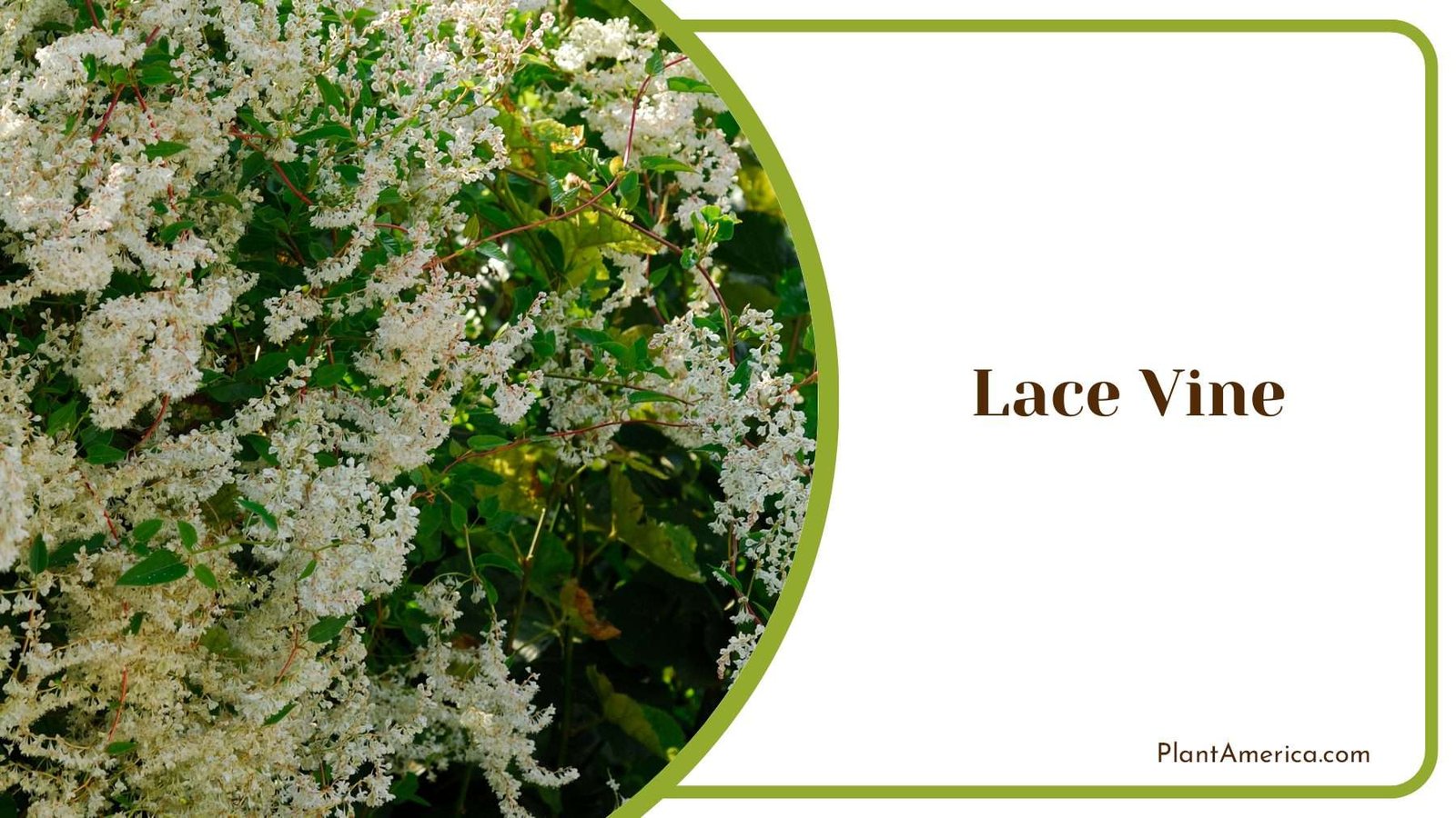 Lace Vine Tiny Flowers PlantAmerica