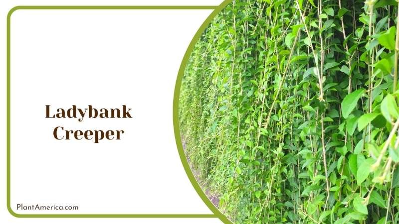 Ladybank Creeper Hanging On Wall Plant America