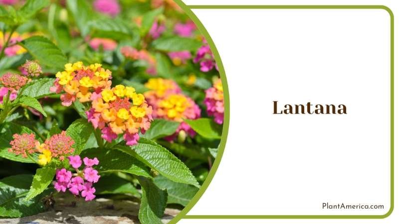 Lantana On Sunlight Plant America