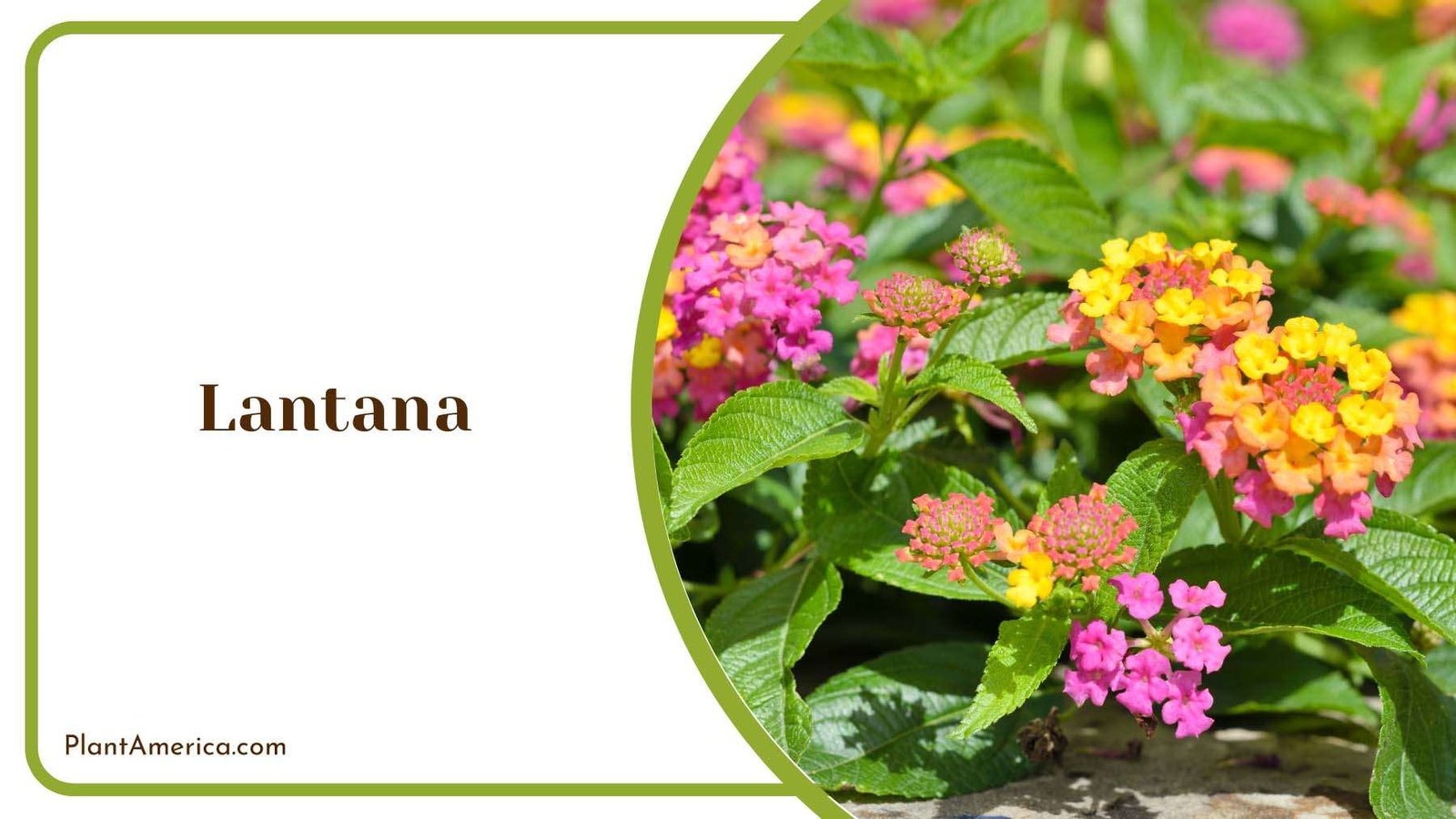 Lantana Tubular Flowers Plant America Lantana Tubular Flowers Plant America