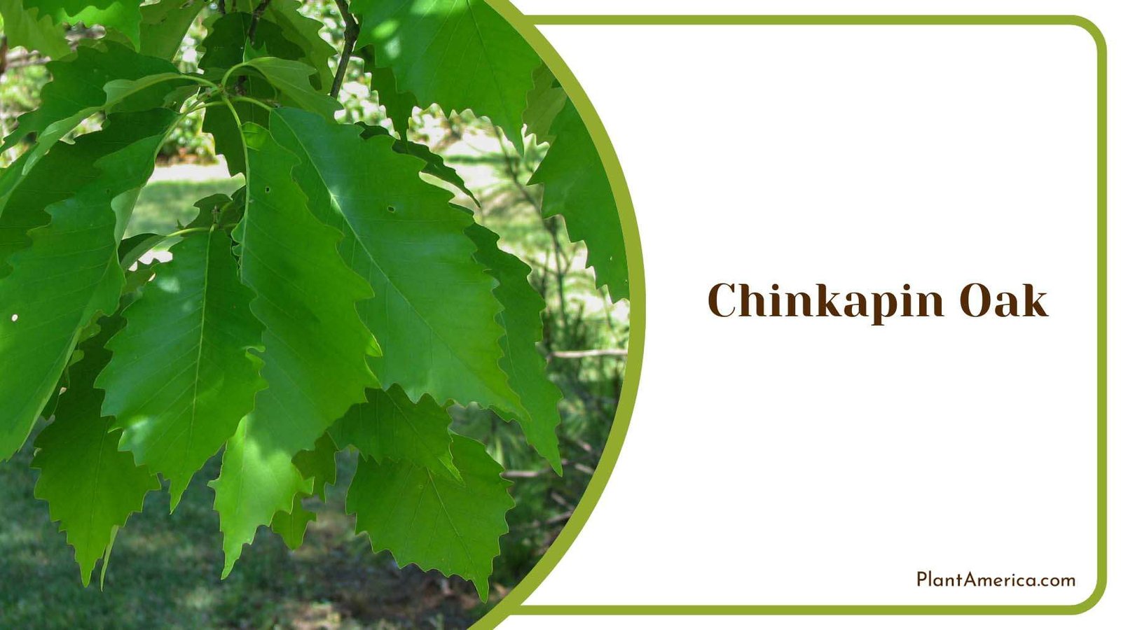 Late Spring Chinkapin Oak Plant America