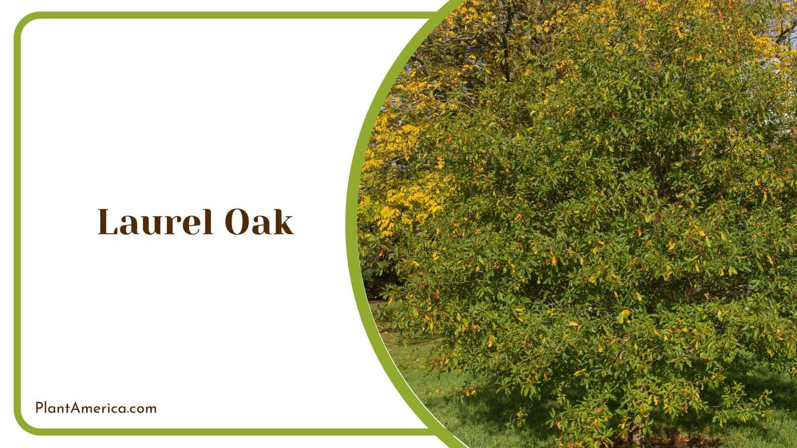 Laurel Oak Evergreen Plant America