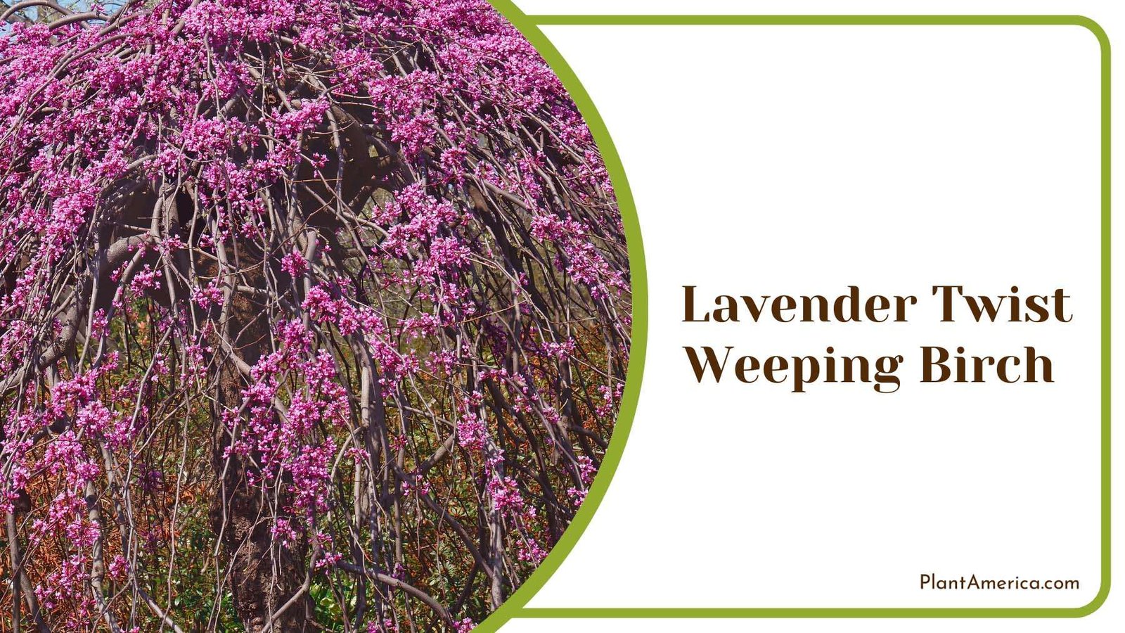 Lavender Twist Weeping Birch Plant America