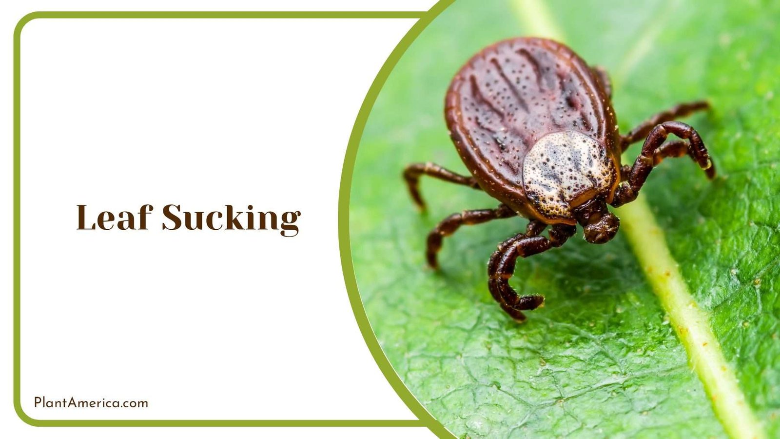 Leaf Sucking Pest Plant America
