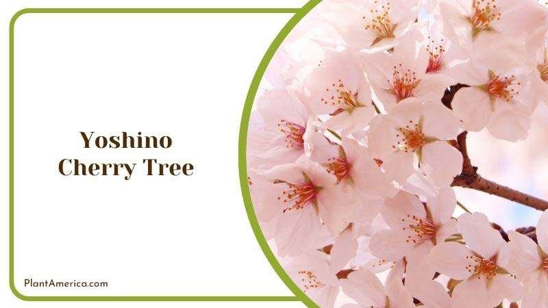 Leap Shape of Yoshino Cherry Tree Plant America
