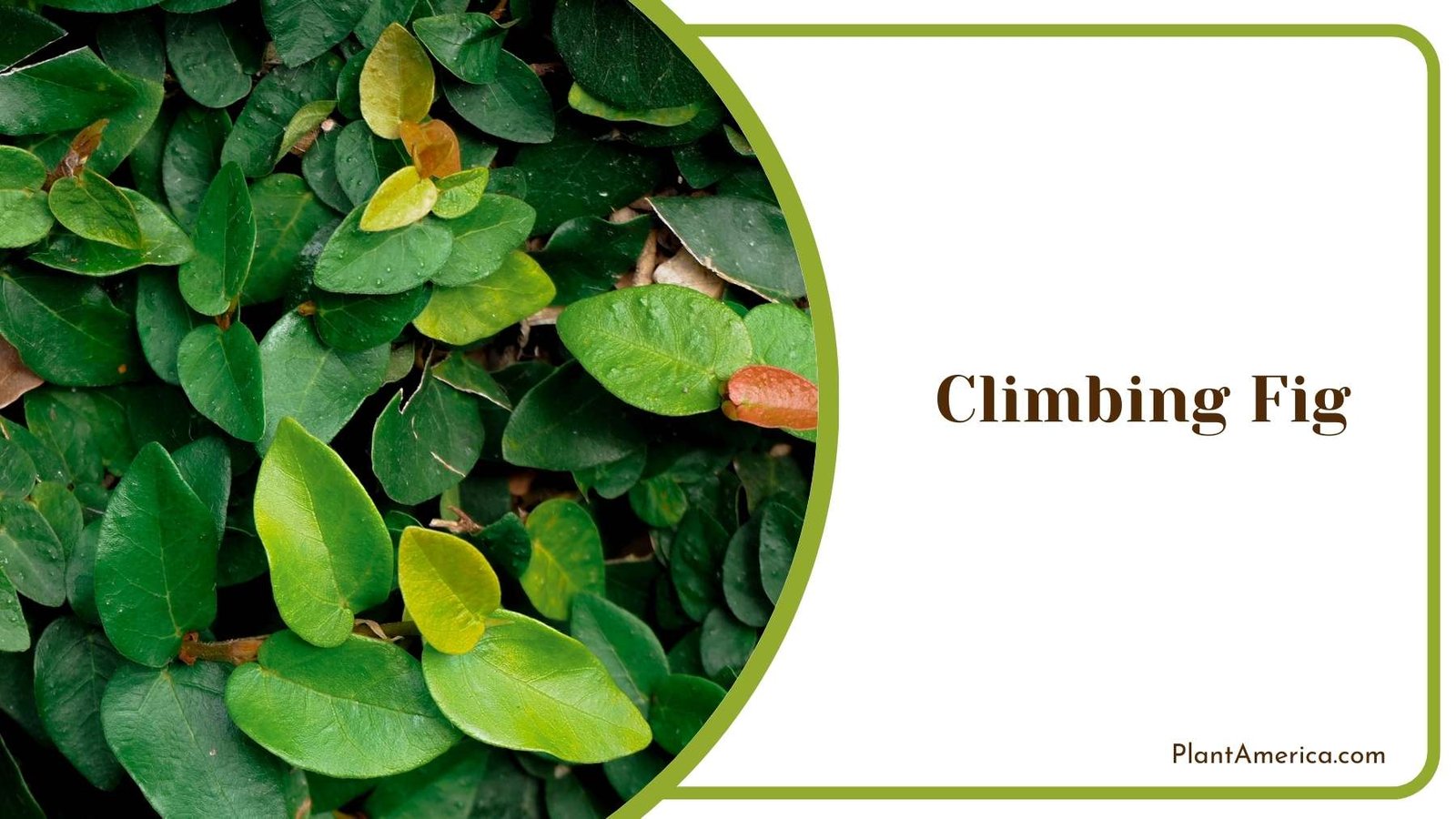 Leaves Of Climbing Fig Plant America