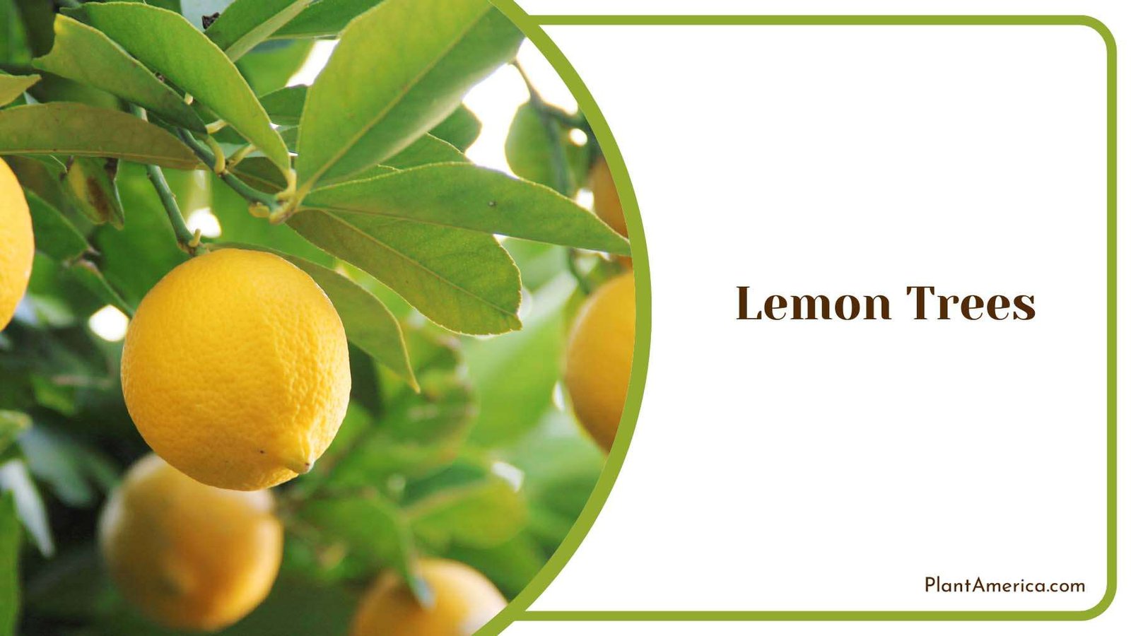 Lemon Fruit Trees Plant America Lemon Fruit Trees Plant America