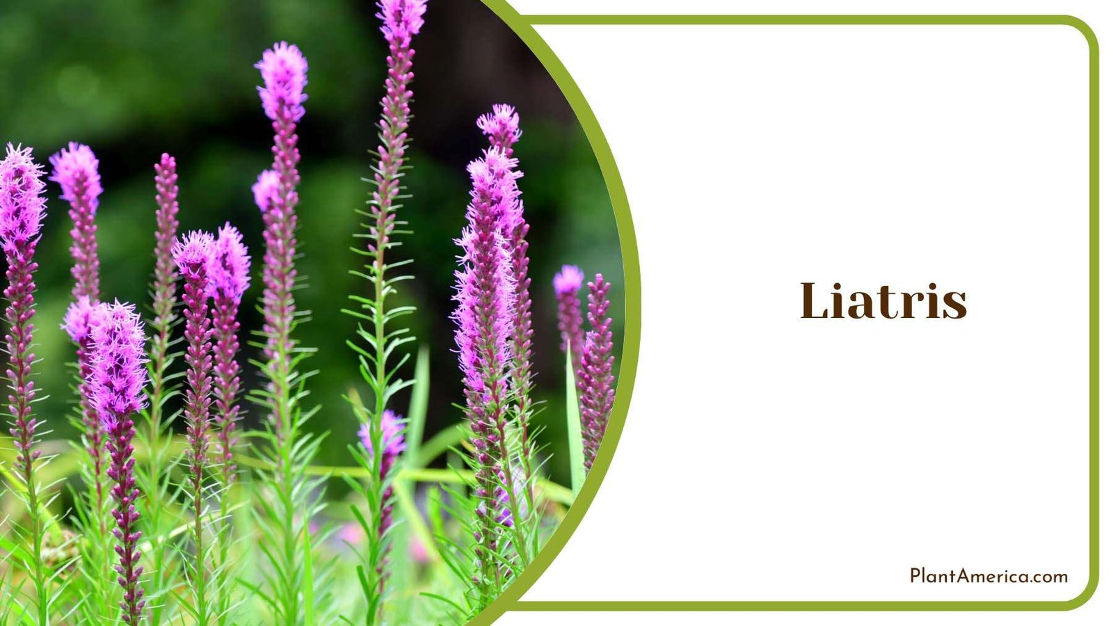 Liatris Blazing Star Plant America Liatris Blazing Star Plant America