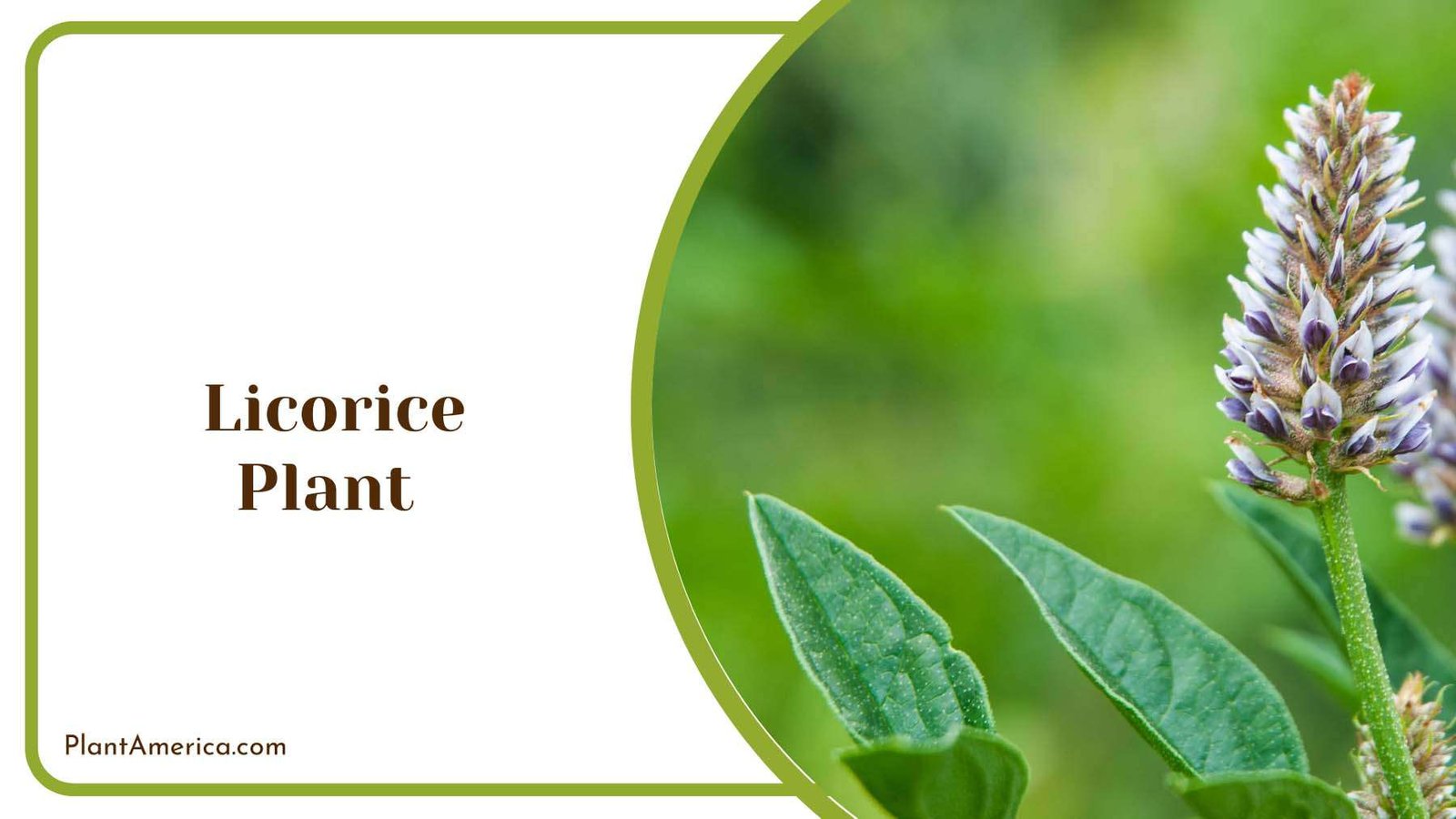 Licorice Plant Plant America