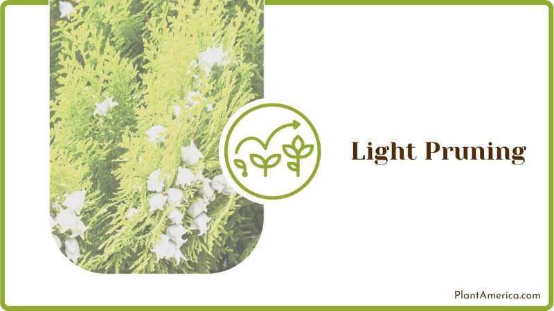 Light Pruning of Plants Plant America