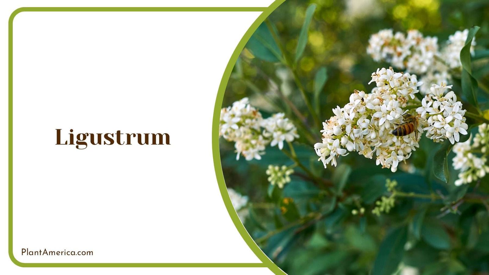 Ligustrum White Tiny Flowers Plant America 1