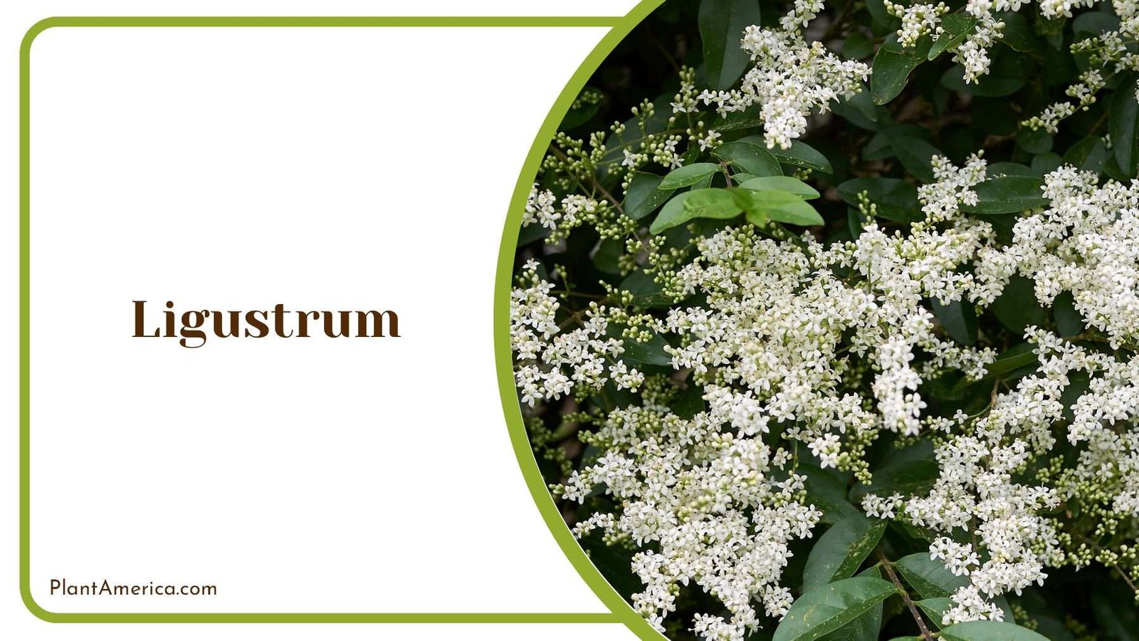 Ligustrum White Tiny Flowers Plant America Ligustrum White Tiny Flowers Plant America