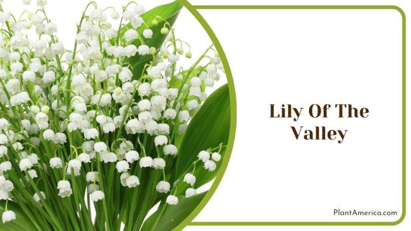 Lily Of The Valley Plant America