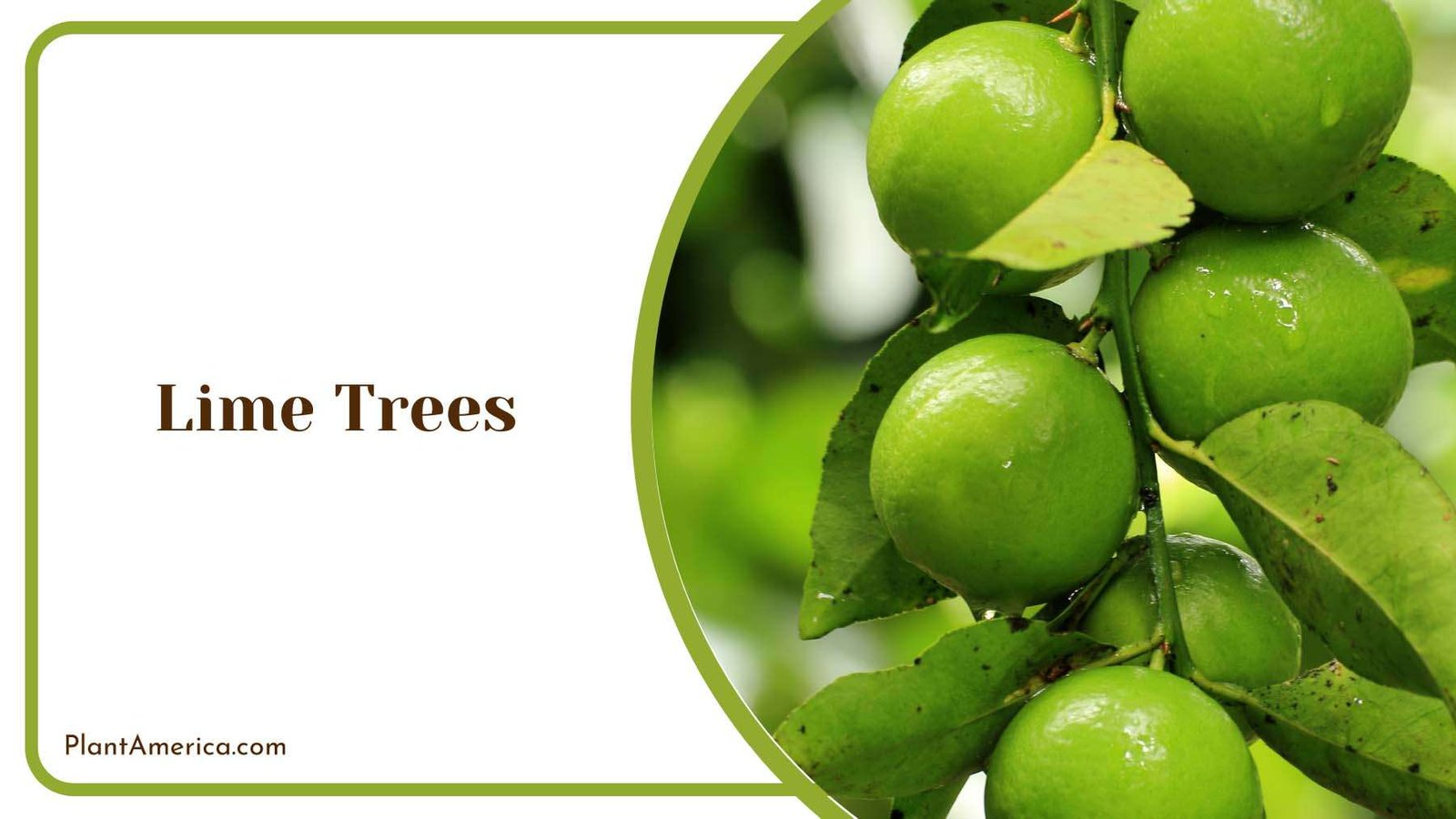 Lime Trees Plant America Lime Trees Plant America