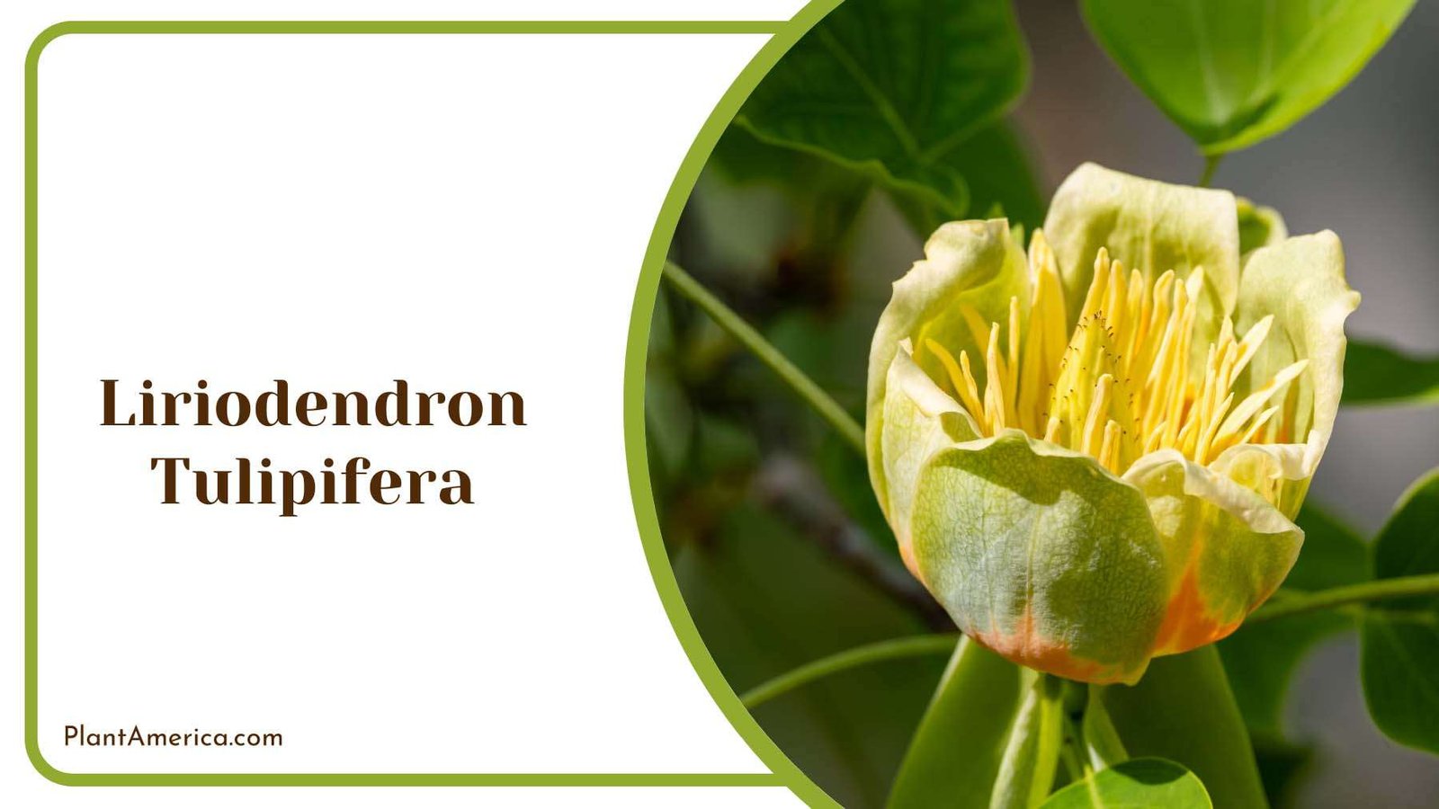 Liriodendron Tulipifera Blooming Plant America