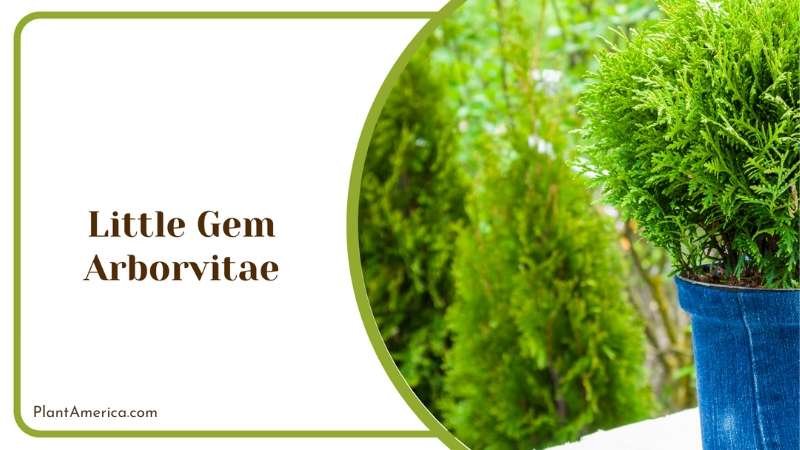 Little Gem Arborvitae Plant America
