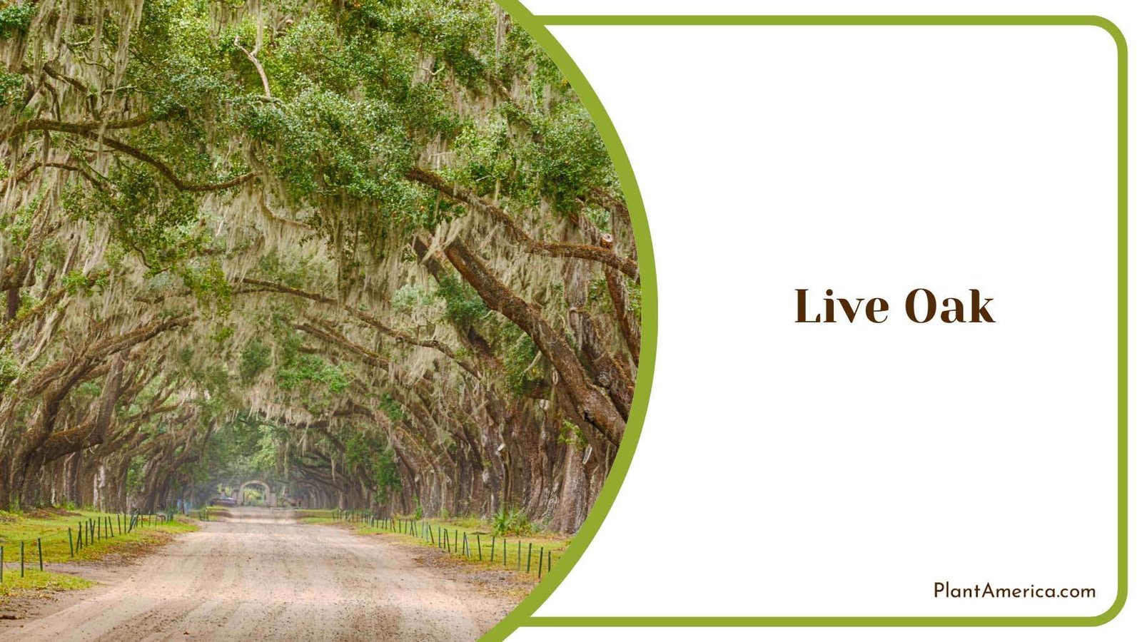 Live Oak Dense Spreading Plant America