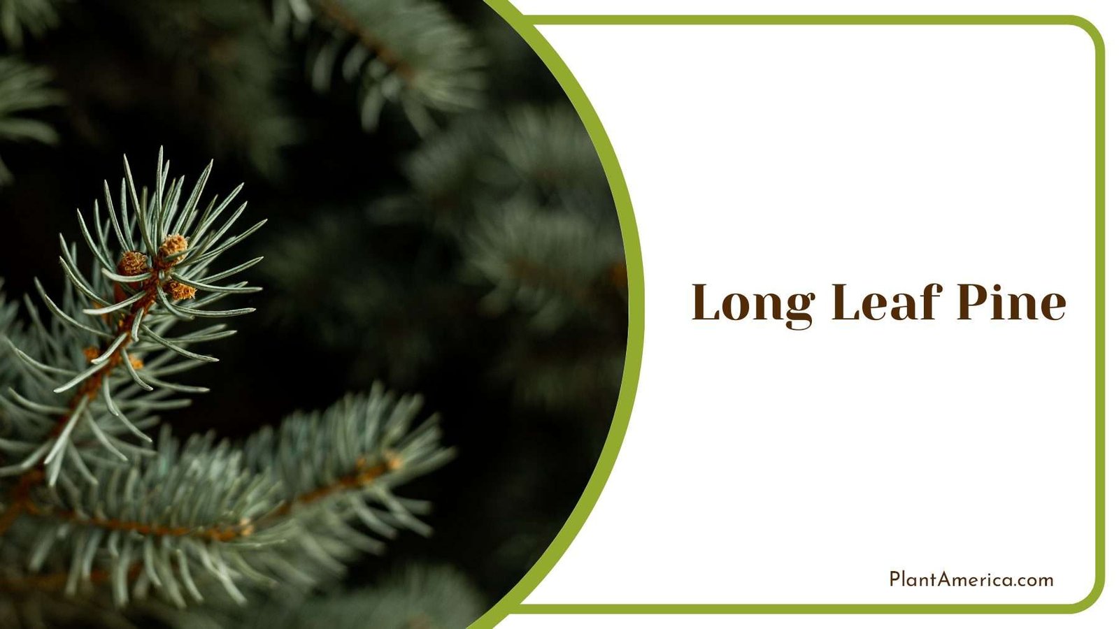 Long Leaf Pine Branch PlantAmerica