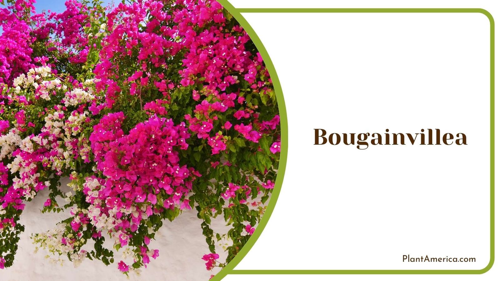 Lovely Bougainvillea Plant Plant America