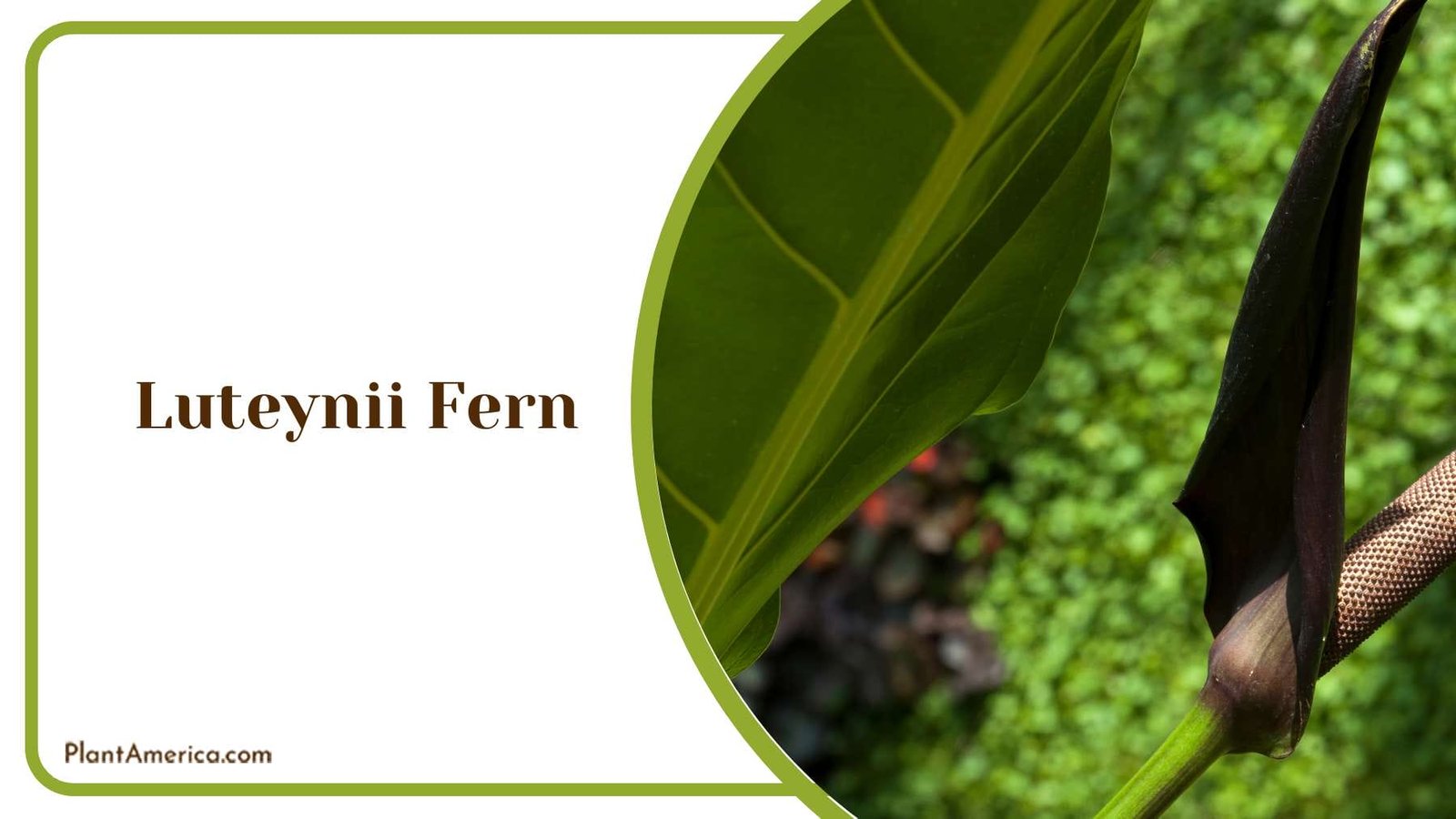 Luteynii Fern Sunlight PlantAmerica