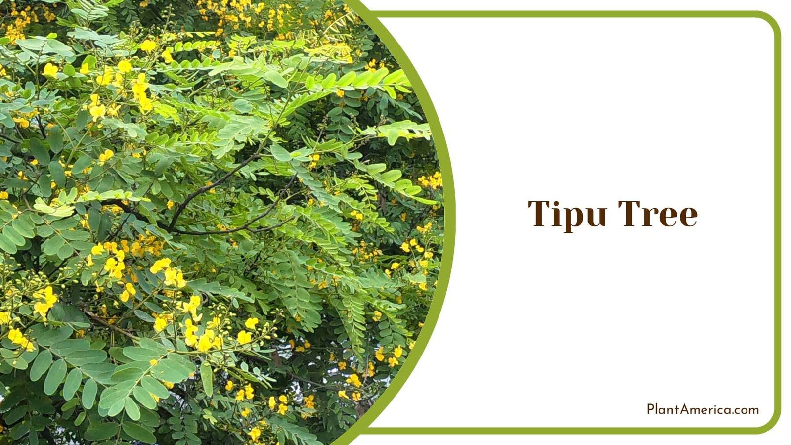 Magnificent Tipu Tree Plant America
