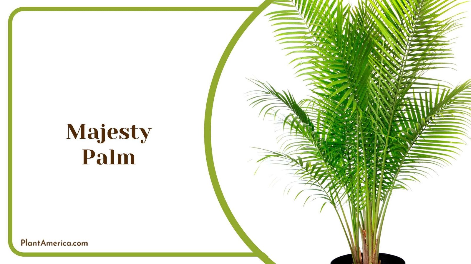 Majesty Palm Indoor Plant Plant America