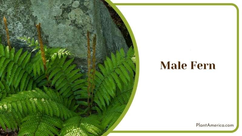 Male Fern Dense Clumps Plant America