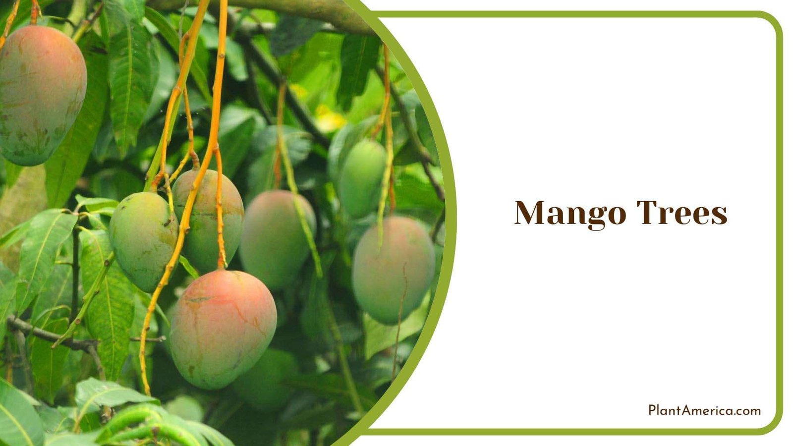 Mango Tropical Fruit Trees Plant America Mango Tropical Fruit Trees Plant America