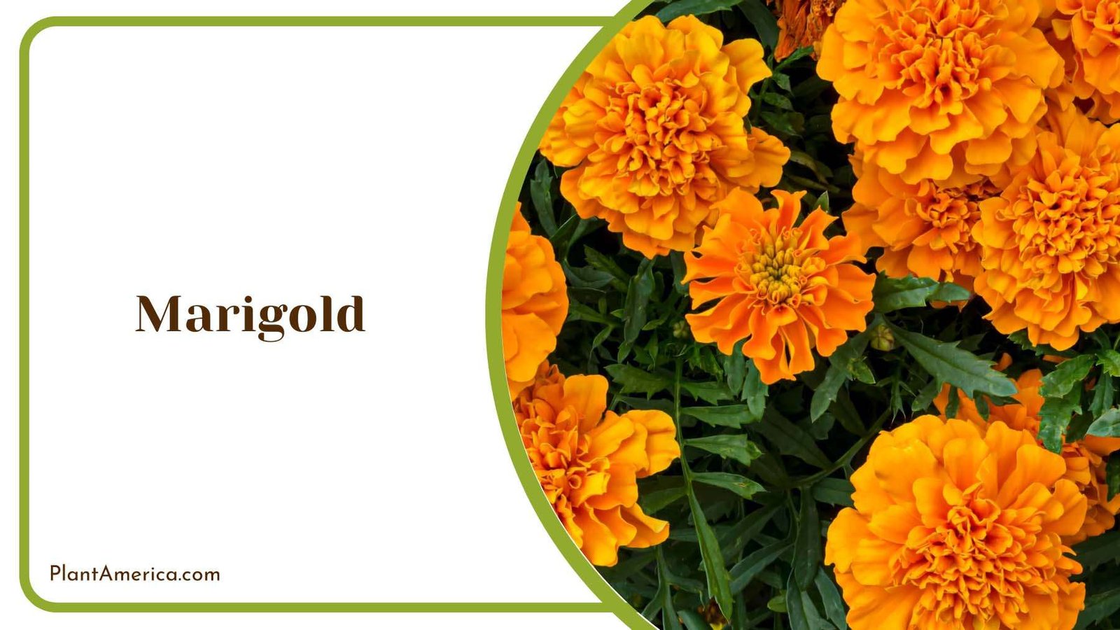 Marigold In The Garden Plant America Marigold In The Garden Plant America
