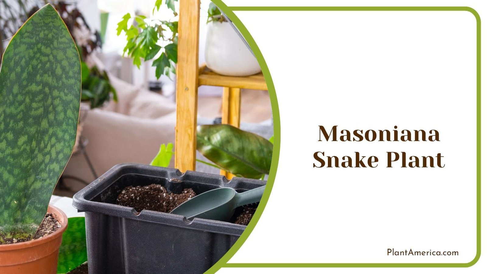 Masoniana Snake Plant PlantAmerica