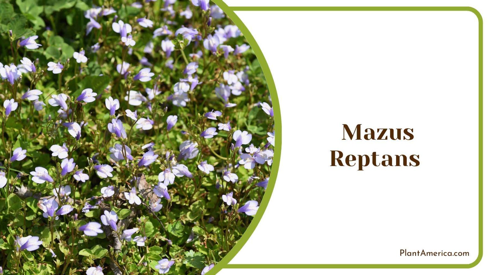 Mazus Reptans Blooming Plant America