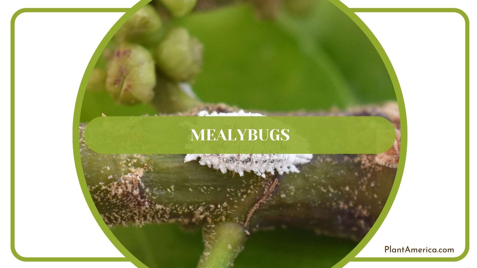 Mealybugs Infestation on Plants Plant America
