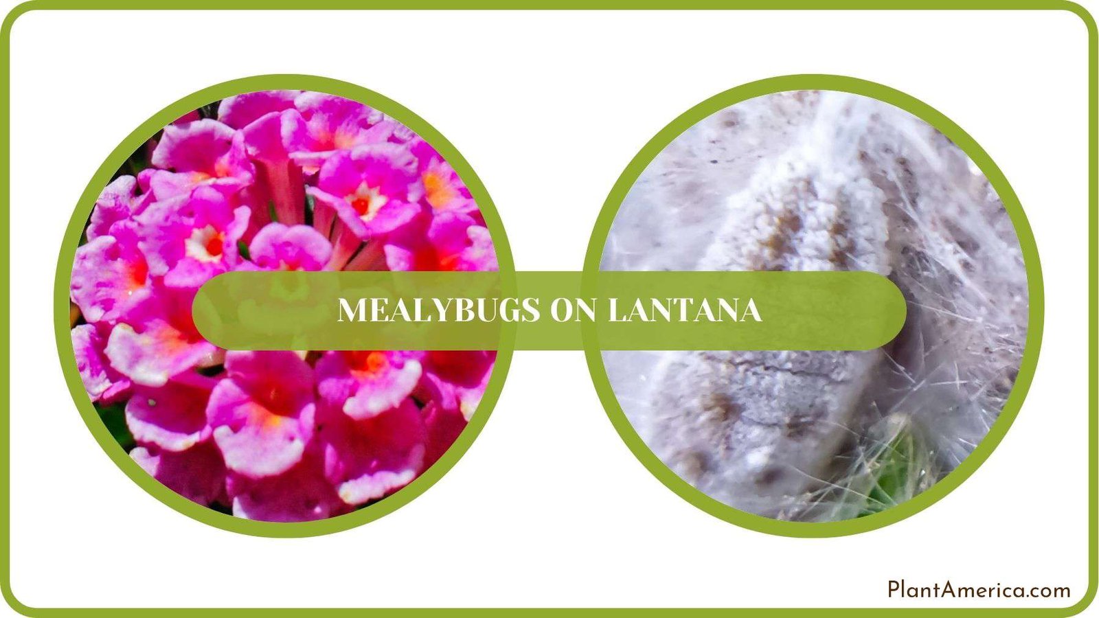Mealybugs on Lantana Details Plant America