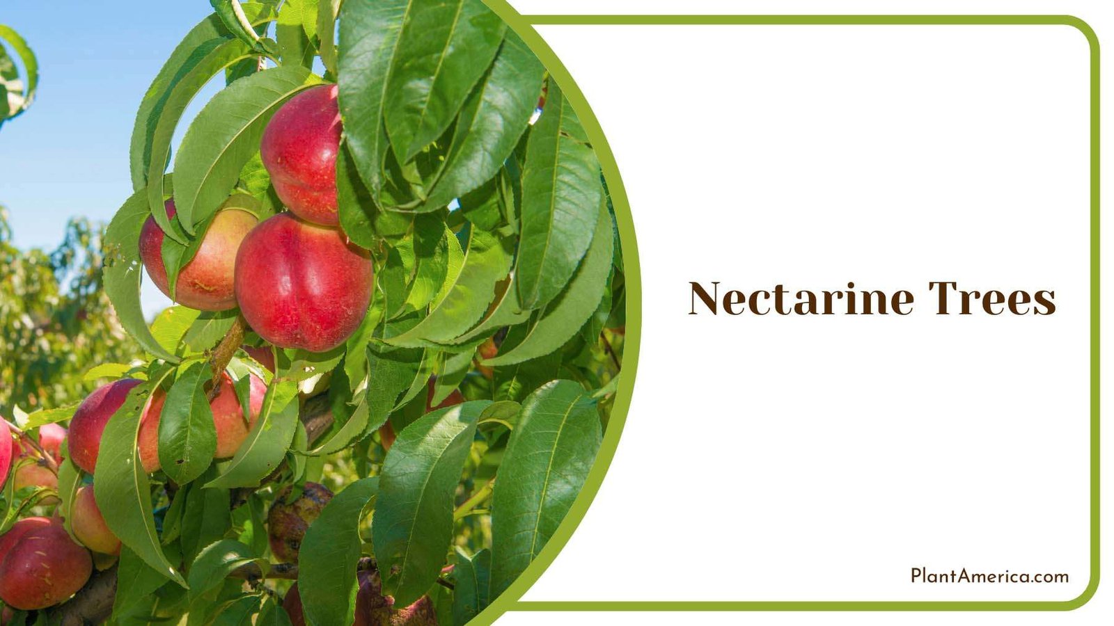 Medium Sized Nectarine Trees Plant America Medium Sized Nectarine Trees Plant America