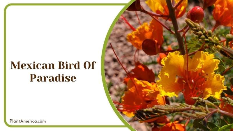 Mexican Bird Of Paradise Plant America