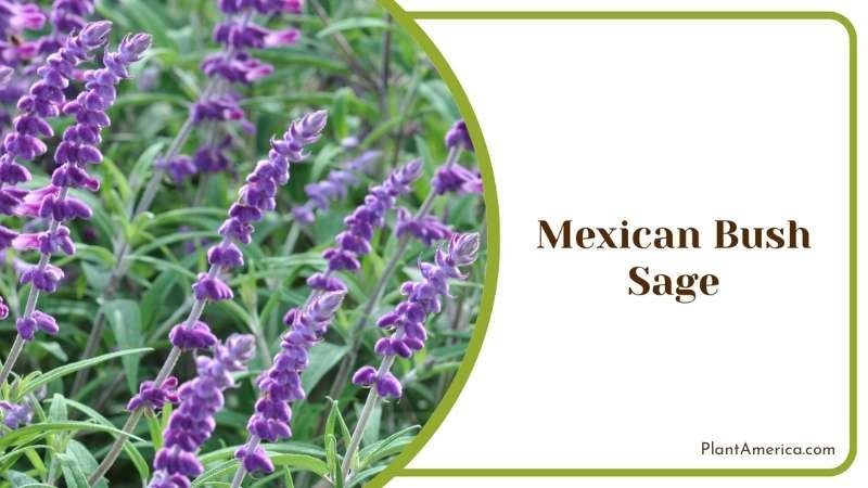 Mexican Bush Sage Plant America